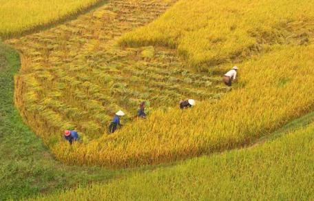 Mùa gặt trên cánh đồng miền núi Tánh Linh