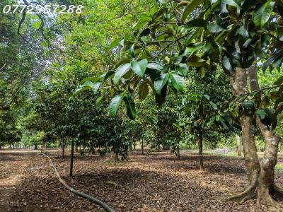 Bán đất Vườn Cây ăn Trái Mặt Tiền đường Lê A - 6000m2 - Giá Chỉ 7tr/m2