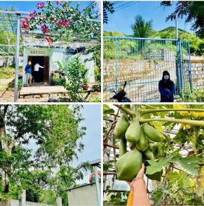 Bán Nhà vườn cách Biển Nha Trang 5km, cách Ql1a vài chục mét. 
Sổ hồng 1.524m2 quy hoạch full