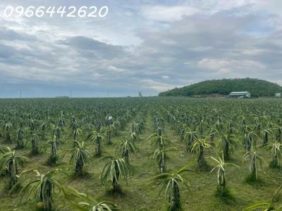 Bán vườn thanh long ruột đỏ giá đầu tư , Khu vực đá quý Xã Hồng Liêm, Huyện Hàm Thuận Bắc, Bình