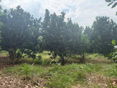 CẦN BÁN ĐẤT VƯỜN TẠI ẤP SÓC RUỘNG, XÃ TÂN HƯNG, HUYỆN HỚN QUẢN, BÌNH PHƯỚC